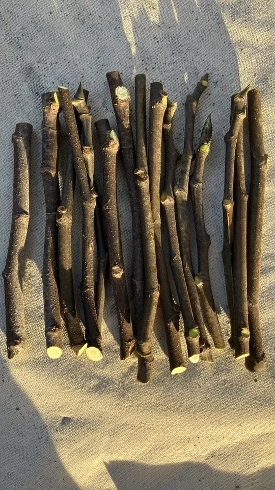 8 Celeste Fig Tree Cuttings, Early Producer, SM-Med Fruit Fantastic Berry Flavor - Image 3 of 4