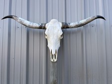 Longhorn STEER SKULL 4 Feet 9 1/2 Inch WIDE Horns BULL HORN MOUNTED COW HEAD