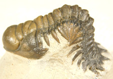 Larger! Crotalocephalina TRILOBITE Fossil 100% Natural Morocco 150gr