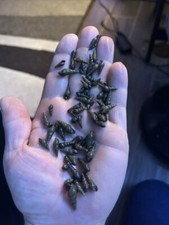 10 Malaysian Trumpet Snails MTS Tank Bred, Shipping From USA, Freshwater