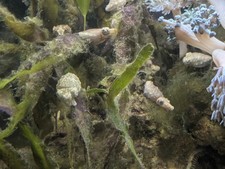 Live Dwarf Cuttlefish (Ascarosepion bandense/Sepia bandensis) Tank-raised