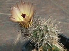 Austrocactus nobilis SAR 8452 - 10 seeds, seeds - VERY RARE 