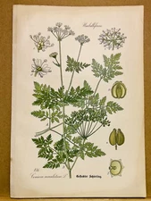 1886 ANTIQUE PICTURES LITHOGRAPH ART PRINT BOTANY FLOWER FLORA NATURE DECO PO...