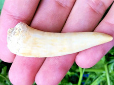 2 INCH LONG ENCHODUS TOOTH REAL FOSSIL EXTINCT FANG GIANT FISH SHARK NICE RELIC