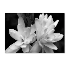 Tuber Rose in Black and White by Kurt Shaffer Nature Wall Art 12 In. X 19 In.