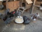 18 BLUE LACE RED WYANDOTTE FERTILE HATCHING EGGS — photo 8