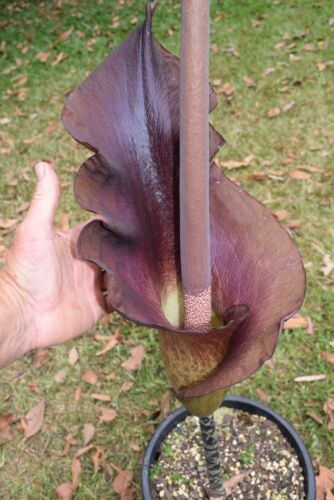 Amorphophallus maxwellii.  Amazing foliage - Huge flower.  4cm tuber.  Aroid - Picture 1 of 7