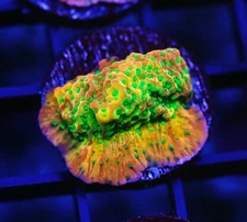 DIYreefer Live Coral WYSIWYG RR Tropic Thunder Montipora Frag