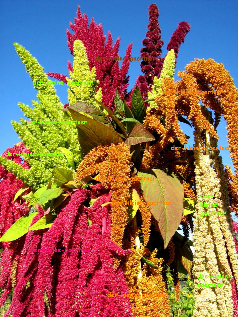 FUCHSSCHWANZ FARBENFROHER MIX ROT ORANGE GRN WEI AMARANTHUS AMARANTH 100  SAMEN | eBay.de