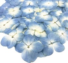 12Pcs Blue Preserved Dried Flowers PlantWide Applications Dried Pressed Flowe...