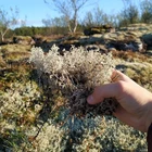 Natural Icelandic Reindeer Lichen - Wild harvested Cladonia rangiferina