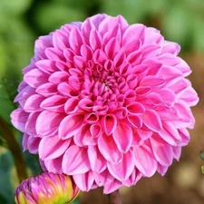 1 "Sandra" Decorative Dahlia - Large Tuber - US Seller