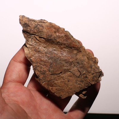 Triceratops Frill - Nice Vein Authentic Fossil - Hell Creek Formation Cretaceous