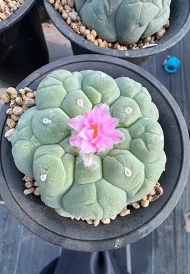 8cm RareSucculent Plant LF C actus SelfRooted WYSIWYG Boutique Garden