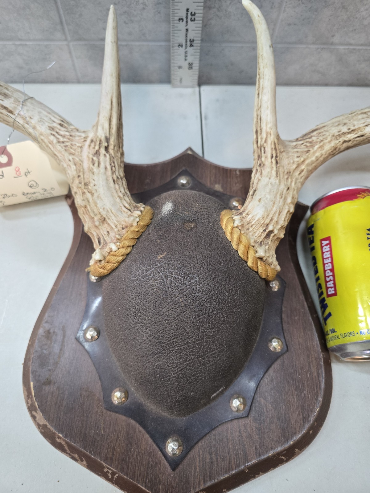 Wild 8 Point 131-2" Whitetail Deer Antler Rack Horn Skull Plate Decor Man Cave