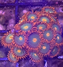 Gatorade Zoa frag - 2-3 polyps
