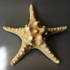 Natural Dried Knobbly Rhino Starfish Fossil + 23cm/9 inch