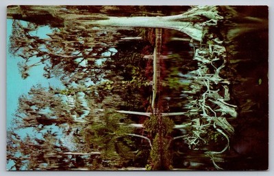 Vintage Cypress Trees & Knees Florida Cypress Gardens Postcard Curteichcolor
