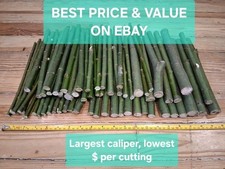 60 Austree Hybrid Willow Hedge Tree Cuttings 10" Fast Growing
