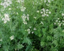 Cumin Seeds- Heirloom Herb- 500 2018 Seeds 1.69 Max Shipping