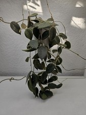 heavenly HOYA Hoya sp. aff. thomsonii pink cutting