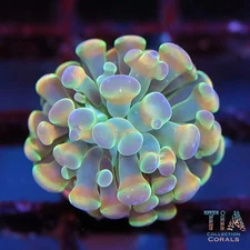 Muticolor Hammer (New Release) - NOT WYSIWG | Live LPS Coral | Aquacultured