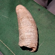 Authentic Amphibian, Reptile, or Dinosaur Fossil Specimen from Prehistoric Era