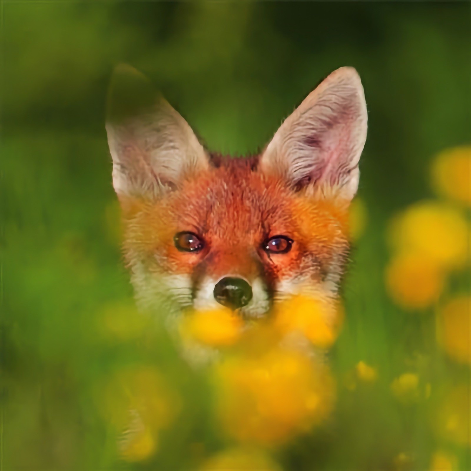 WWF Red Fox Blank Card Notelet Birthday Thank You Congratulations All Occasions