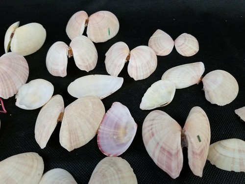 Clam Shells Crafting Angel Wings Butterflies Beautiful Pastel Approx 50 Shells - Picture 3 of 12