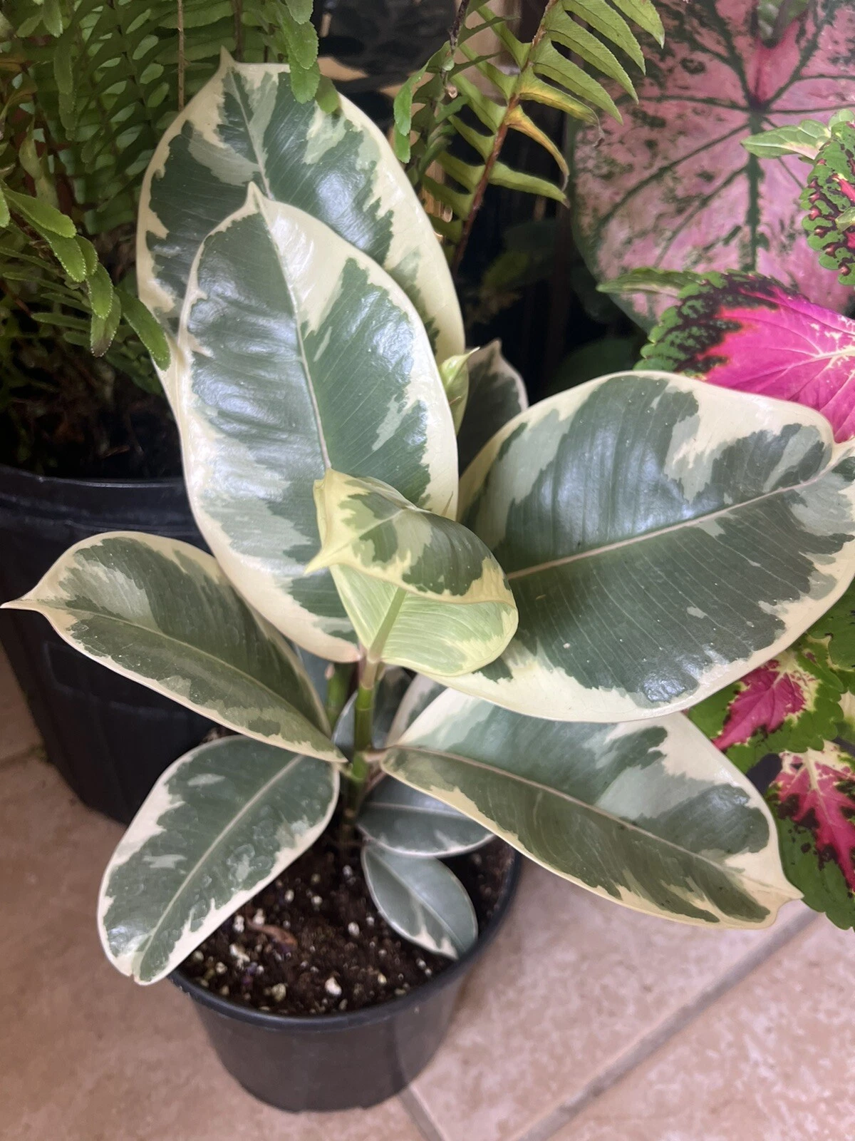 Fig Tree Variegate Plant In Vase, Big Size 36”