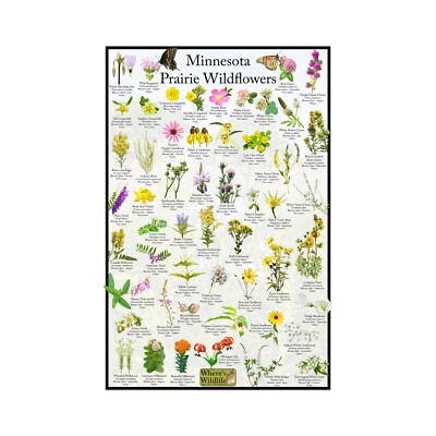 Minnesota Prairie Wildflower Identification Poster / Prairie Flower Field Guide