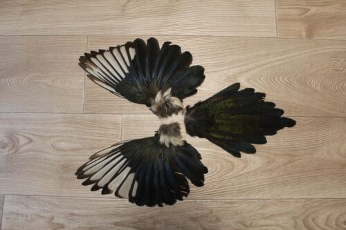 Eurasian magpie (pica pica) TaxidermyWINGS and TAIL with feathers