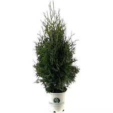 2 Gal. Skybound Arborvitae (Thuja) Live Shrub