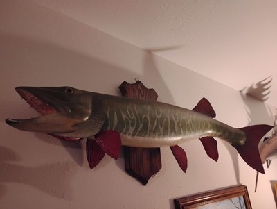 Muskie Fish Taxidermy Wall Mount Display   Mounted Muskie Species Decorative Art
