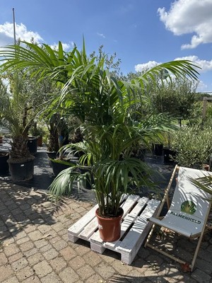 XXL Howea forsteriana 22,5m Kentia-Palme pflegeleicht elegante  Zimmerpflanze | eBay.de