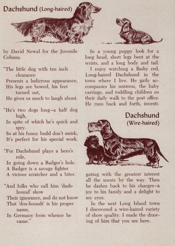 Dachshunds - CUSTOM MATTED - Vintage Antique Dog Print - 1954 M. Dennis