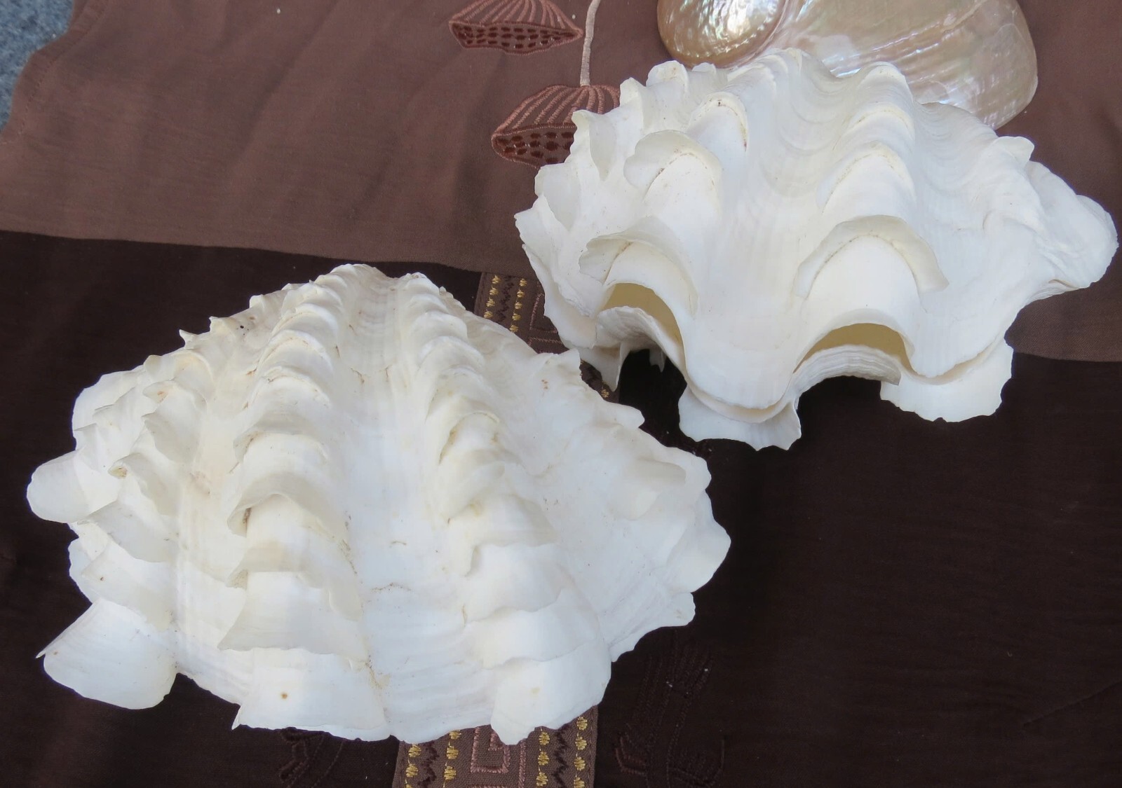 Natural Tridacna Clam Shells | Large Seashells for Decor & Gift