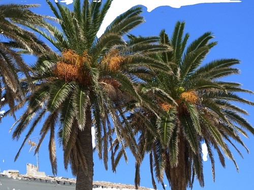 Calabash Árbol De La Especie Crescentia Cujete Con Enfoque Selectivo 2023 - Foto 9