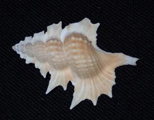 49 mm Biplex Perca Triton Seashell Surin Island Phuket Thailand DEEP WATER 120 m