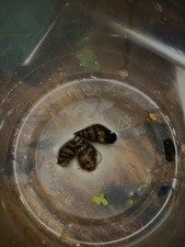 assassin snail 2pk
