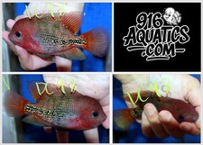3 INCH VIEJA HYBRID LIVE CICHLID DC98
