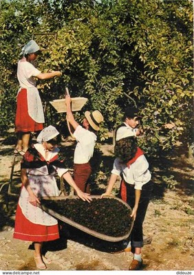 AK - Folklore - Agenais - Pflaumensammlung von Ente - Futurs prun