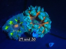 Rock Flower Anenome No 29 and 30