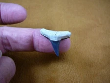 s310-110) 3/4" Fossil Lemon Shark Tooth teeth area BONE VALLEY sharks Negaprion