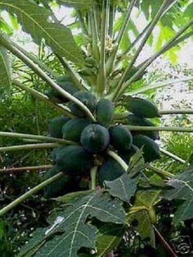 burle marx variegata Philodendron Burle Marx Variegata - Rare Plant - Beautiful Plant