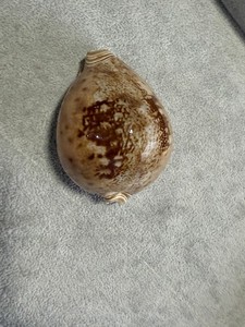 Cypraea valentia, 83.05mm gemmy Balut I. Philippines, Rare And Exceptional Shell