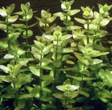 BACOPA CAROLINIANA- potted - live aquarium plant