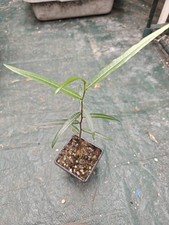 Brachychiton Rupestris Queensland Bottle Tree Indoor Bonsai Use Caudex in7cm Pot