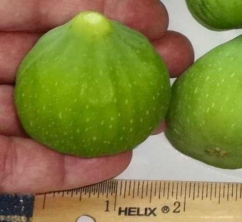 Desert King, 3 Fig Cuttings, Yellow Fig Tree Cuttings, Zone Zone 5 to 9