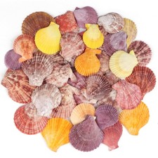 30 PCS Natural Scallop Shells 1.5"-2.5" Colorful Seashells for Crafts